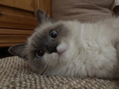 RagdollKittyCats of CA