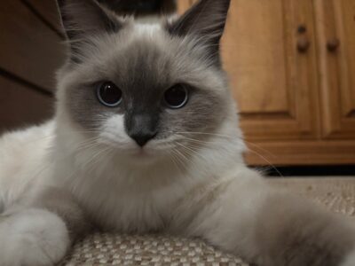 RagdollKittyCats of CA