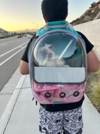 RagdollKittyCats of CA