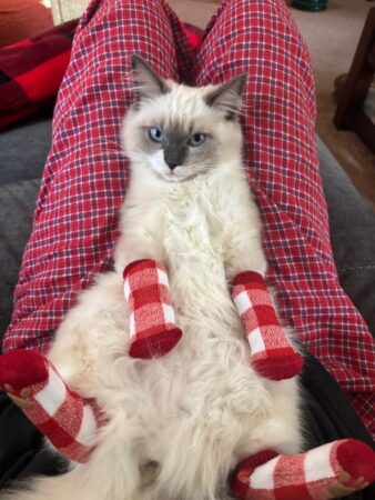 RagdollKittyCats of CA