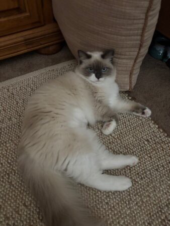 RagdollKittyCats of CA