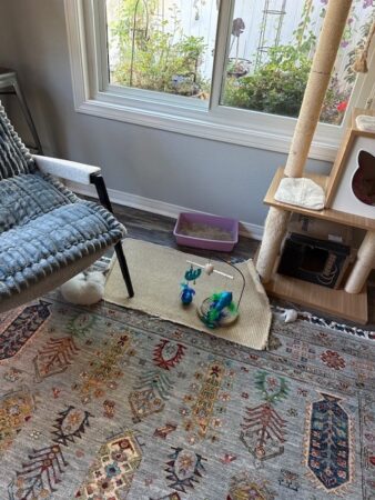 RagdollKittyCats of CA