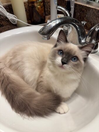 RagdollKittyCats of CA