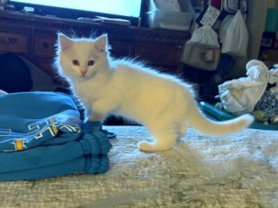 RagdollKittyCats of CA