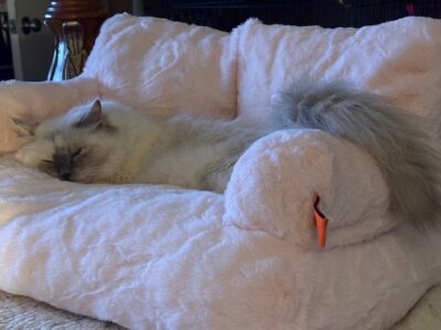 RagdollKittyCats of CA