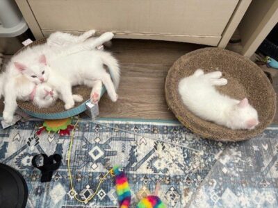 RagdollKittyCats of CA