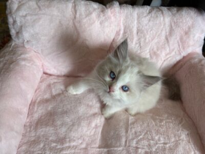 RagdollKittyCats of CA