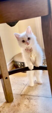 RagdollKittyCats of CA