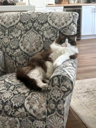 RagdollKittyCats of CA