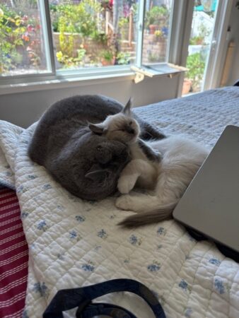 RagdollKittyCats of CA