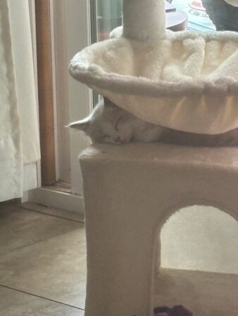 RagdollKittyCats of CA