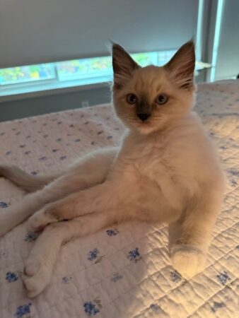 RagdollKittyCats of CA