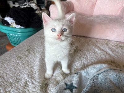 RagdollKittyCats of CA