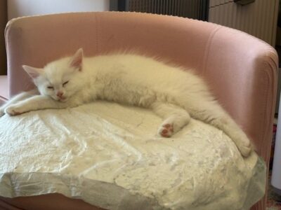 RagdollKittyCats of CA