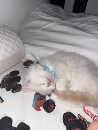 RagdollKittyCats of CA