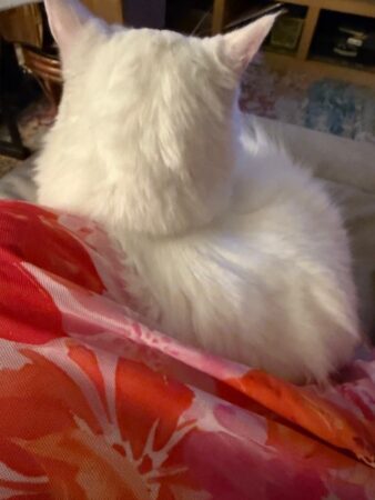 RagdollKittyCats of CA