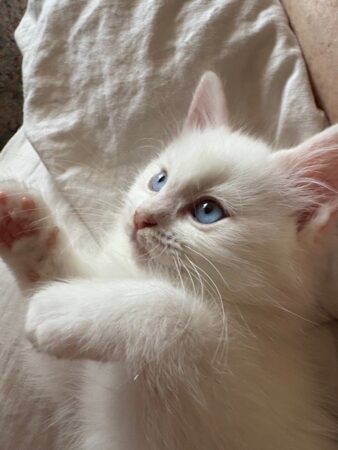 RagdollKittyCats of CA