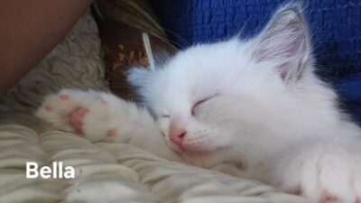 RagdollKittyCats of CA