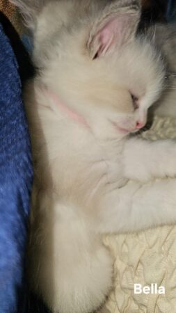 RagdollKittyCats of CA