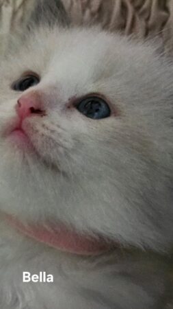 RagdollKittyCats of CA