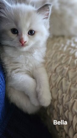 RagdollKittyCats of CA