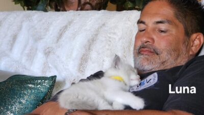 RagdollKittyCats of CA