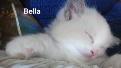 RagdollKittyCats of CA