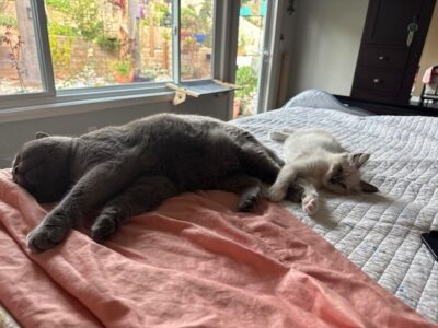 RagdollKittyCats of CA