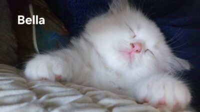 RagdollKittyCats of CA