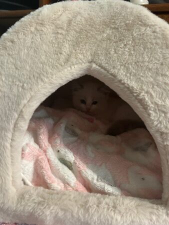 RagdollKittyCats of CA