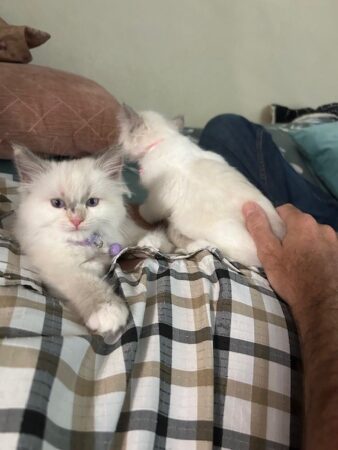 RagdollKittyCats of CA