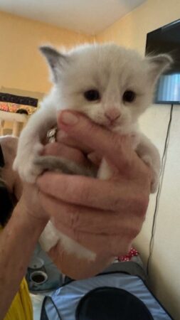 RagdollKittyCats of CA