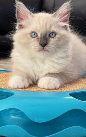 RagdollKittyCats of CA