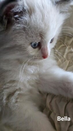 RagdollKittyCats of CA