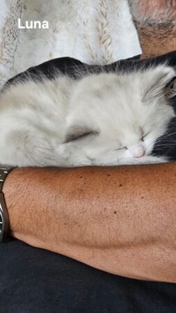 RagdollKittyCats of CA