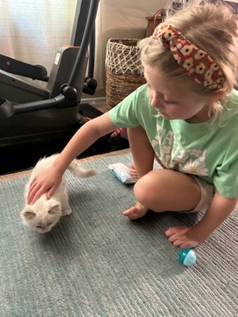 RagdollKittyCats of CA