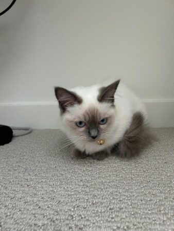 RagdollKittyCats of CA