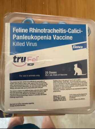 RagdollKittyCats of CA