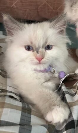 RagdollKittyCats of CA