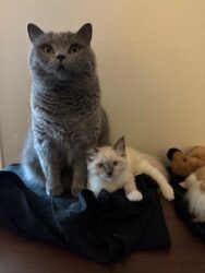 RagdollKittyCats of CA