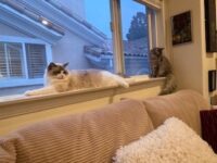RagdollKittyCats of CA