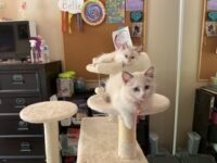 RagdollKittyCats of CA
