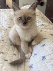 RagdollKittyCats of CA