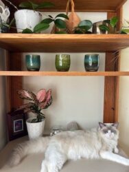 RagdollKittyCats of CA