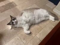 RagdollKittyCats of CA