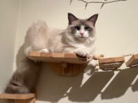 RagdollKittyCats of CA
