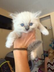 RagdollKittyCats of CA