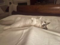RagdollKittyCats of CA