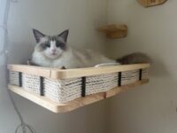 RagdollKittyCats of CA