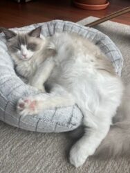 RagdollKittyCats of CA